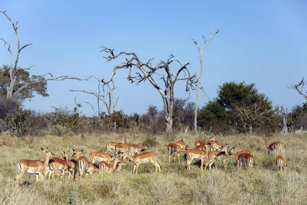 Herd Female Impala Antelope Aepyceros Malampus Malampus Savuti Region Botswana — Stock Photo, Image