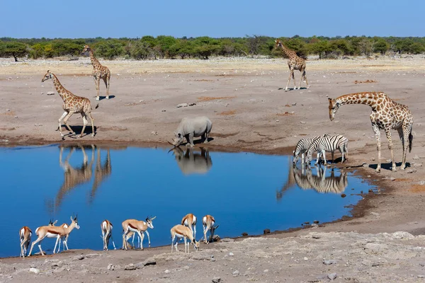 非洲纳米比亚埃托沙国家公园的一个繁忙的水坑 长颈鹿 斯普林博克羚羊和罕见的黑犀牛 — 图库照片