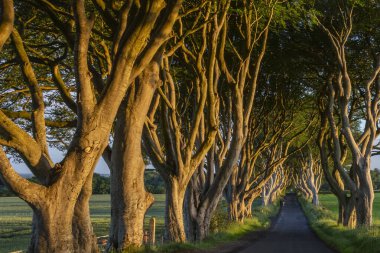 Sabah erken güneş ışığı 'Karanlık Hedges' - County Antrim Kuzey İrlanda antik ağaçların bir cadde üzerinde.