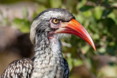 Kuzey Botswana, Afrika 'daki Khwai Nehri bölgesinde kırmızı gagalı Hornbill (Tockus erthrorhynchus). Bu Afrika boynuzlarının en küçüğü..
