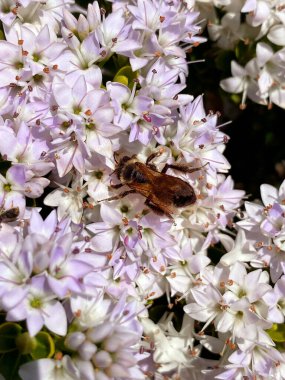 Arı, Birleşik Krallık 'ın Kuzey Yorkshire bölgesindeki bir bahçede çiçeklerden nektar topluyor..