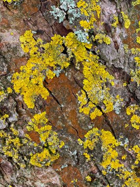 Lichen - yosun ya da siyanobakterilerden doğan birleşik bir organizma. Karşılıklı bir ilişkide birden fazla mantar türünün lifleri arasında yaşıyor. Lichenların bileşenlerinden farklı özellikleri vardır.. 