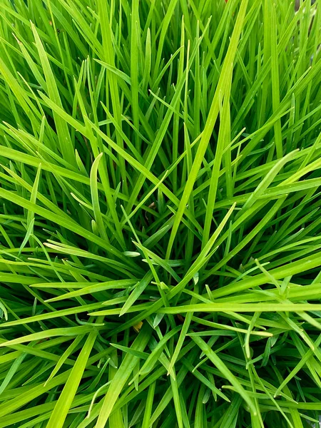 Grass Belongs Poaceae Grass Family Form Dominant Vegetation Many Areas — Stock Photo, Image