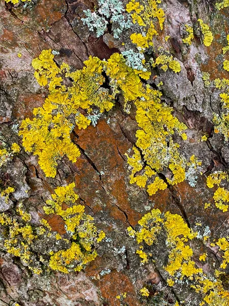 Lichen Ένας Σύνθετος Οργανισμός Που Προκύπτει Από Φύκια Κυανοβακτήρια Που — Φωτογραφία Αρχείου