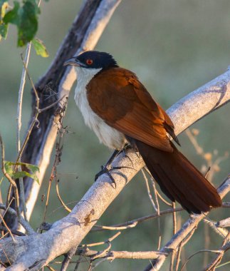 Burchells Coucal (Centropus burchellii) in the Okavango Delta in Botswana, Africa.
