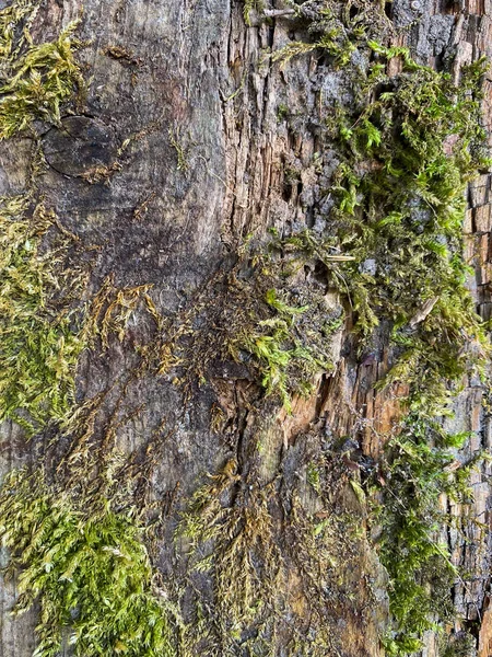 Arka Plan Çürüyen Eski Odunlarda Yosun Yetişiyor — Stok fotoğraf