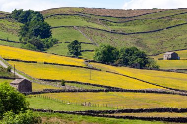 İngiltere 'nin kuzeydoğusundaki Yorkshire Dales çiftliğinde geleneksel kuru taş duvarlar ve ahırlar..