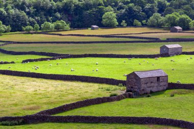 İngiltere 'nin kuzeydoğusundaki Yorkshire Dales çiftliğinde geleneksel kuru taş duvarlar ve ahırlar..
