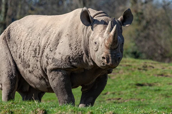 Black Rhinoceros Diceros Bicornis Northern Botswana Classified Critically Endangered — Stock Photo, Image