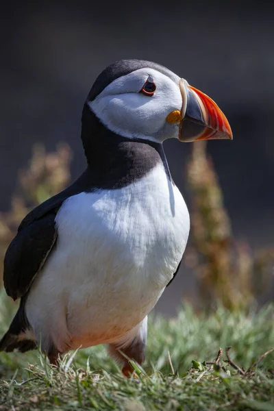 苏格兰西海岸特雷斯尼群岛隆加岛上的Puffin Fratercula Arp Org — 图库照片