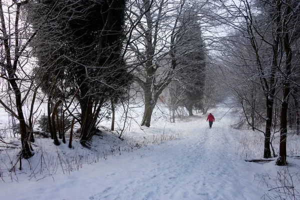 Tempo Inverno Uma Trilha Floresta Coberta Neve Campo North Yorkshire — Fotografia de Stock