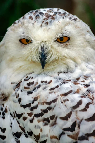 Snowy Owl Bubo Scandiacus Also Known Arctic Owl — Stock Photo, Image