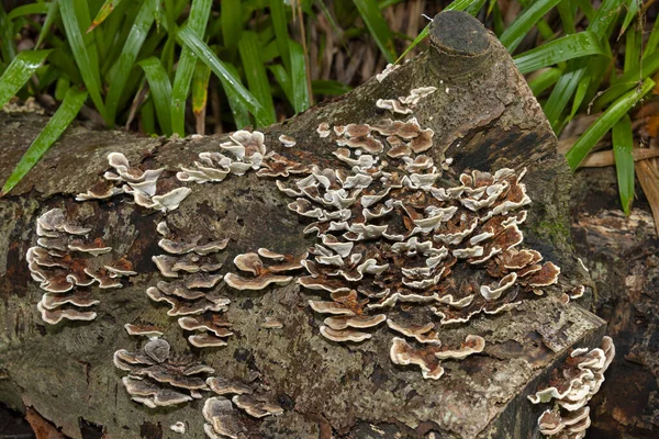 Schimmels Groeien Een Oude Boomstronk Schimmels Zijn Belangrijkste Ontbinders Ecologische — Stockfoto