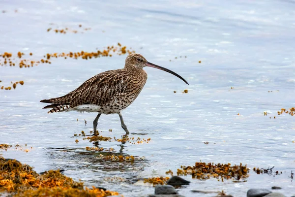 European Eurasian Curlew Numenius Arquata Feeding Seaweed Edge Sea Loch — Stock Photo, Image