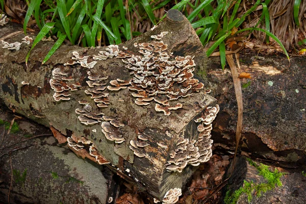 Schimmels Groeien Een Oude Boomstronk Schimmels Zijn Belangrijkste Ontbinders Ecologische — Stockfoto