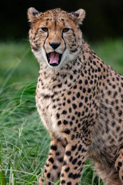 Cheetah Acinonyx Jubatus アフリカとイラン中央部に生息する大型ネコ 最高速度98Km 61Mph で走ることができると推定される最速の陸上動物である — ストック写真