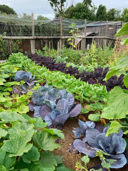 Tilldelningsträdgård Som Odlar Grönsaker — Stockfoto