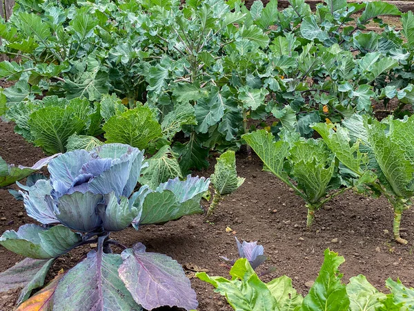 Vários Tipos Repolho Brassica Oleracea Crescendo Jardim Loteamento — Fotografia de Stock