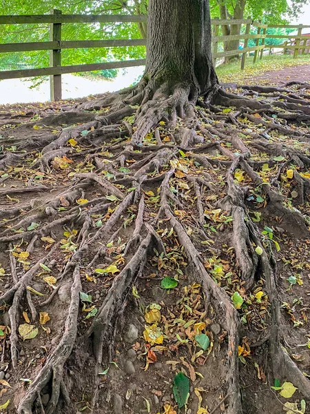 Las Raíces Árbol —  Fotos de Stock