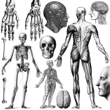 Tıbbi - Viktorya Dönemi Anatomik İllüstrasyonları- kesme için beyaz arkaplan.