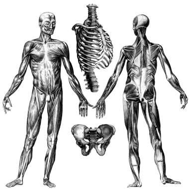 Tıbbi - Viktorya Dönemi Anatomik İllüstrasyonları- kesme için beyaz arkaplan.
