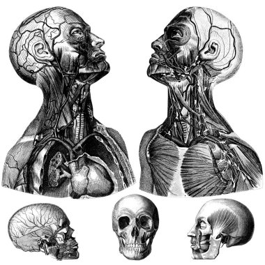Tıbbi - Viktorya Dönemi Anatomik İllüstrasyonları- kesme için beyaz arkaplan.