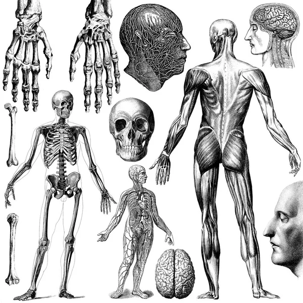 Medical Victorian Anatomical Illustrations Auf Weißem Hintergrund Zum Ausschneiden — Stockfoto