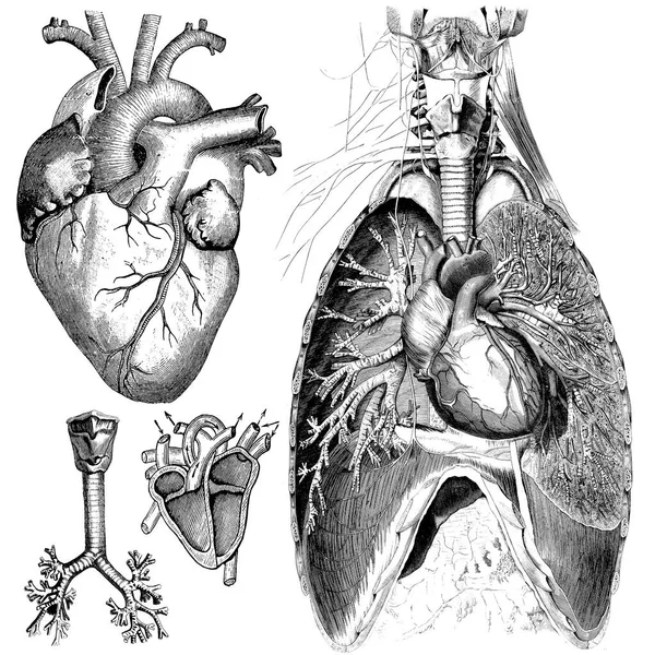 Medicinsk Victorian Anatomical Illustrationer Vit Bakgrund För Utskuren — Stockfoto