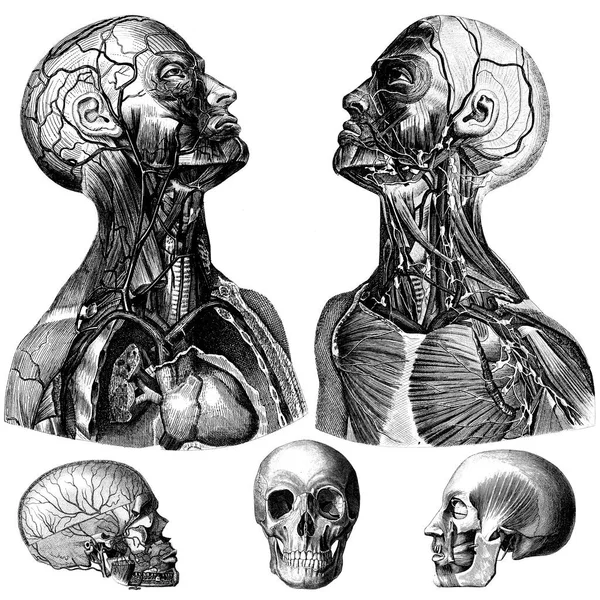 Medical Victorian Anatomical Illustrations White Background Cut Out — Stock Photo, Image