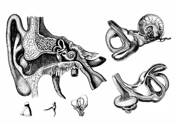 Medicinsk Victorian Anatomical Illustrationer Vit Bakgrund För Utskuren — Stockfoto