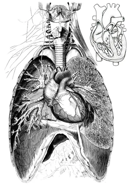 Medical Victorian Anatomical Illustrations Sfondo Bianco Ritagliare — Foto Stock