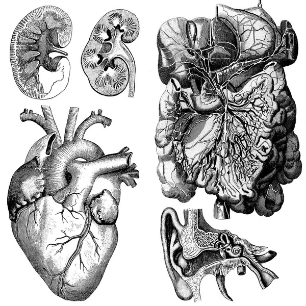 Medical Victorian Anatomical Illustrations Sfondo Bianco Ritagliare — Foto Stock