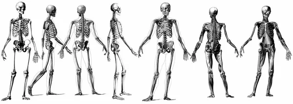 Medyczne Wiktoriańskie Ilustracje Anatomiczne Białym Tle Wycięcia — Zdjęcie stockowe