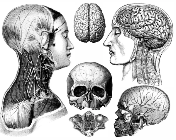 Medische Victoriaanse Anatomische Illustraties Geïsoleerd Een Witte Achtergrond Voor Cut — Stockfoto