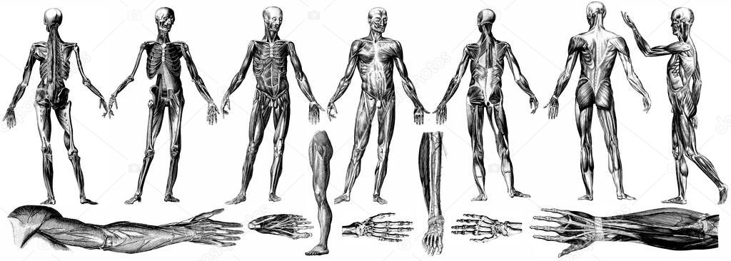 Medical - Victorian Anatomical Illustrations - on a white background for cut out.