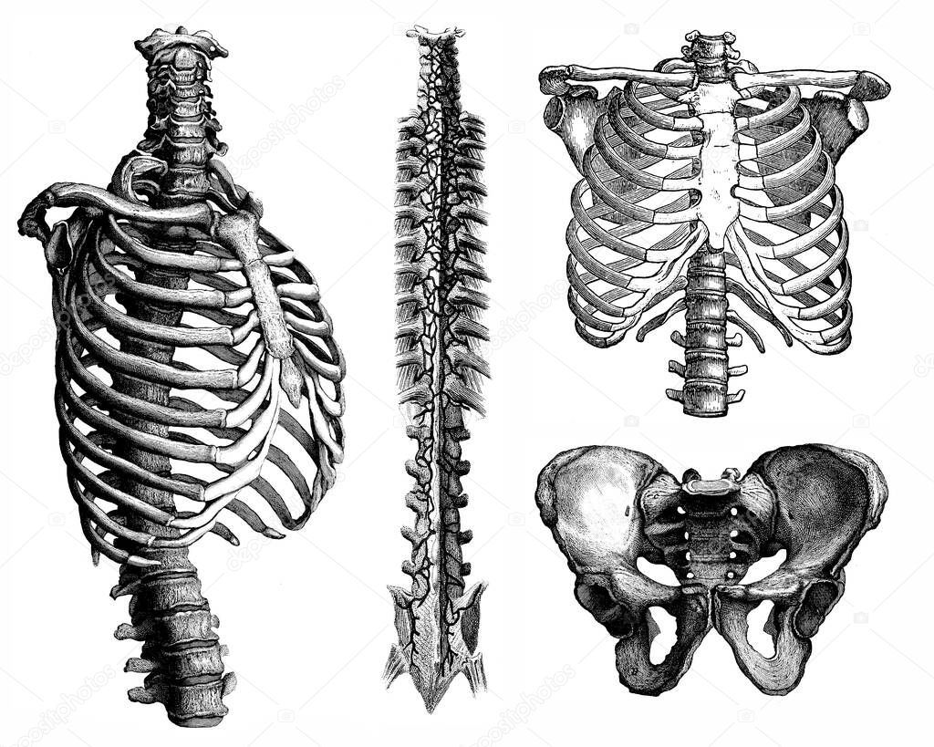 Medical - Victorian Anatomical Illustrations - isolated on a white background for cut out.