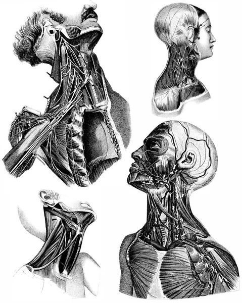 Orvosi Viktoriánus Anatómiai Illusztrációk Elszigetelt Fehér Alapon Kivágott — Stock Fotó