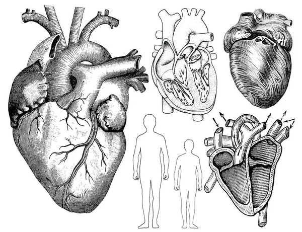 Медичні Вікторіанські Анатомічні Ілюстрації Ізольовані Білому Тлі Вирізання — стокове фото