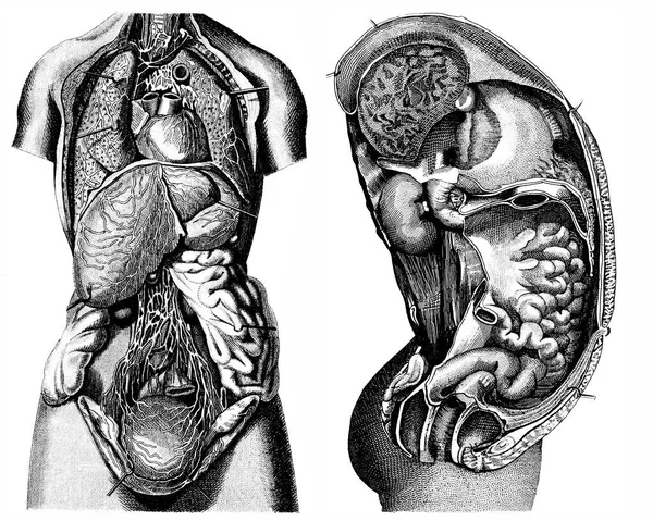 Medical Victorian Anatomical Illustrations Diisolasi Pada Latar Belakang Putih Untuk — Stok Foto