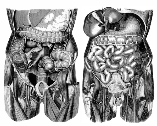 Ιατρική Victorian Anatomical Εικονογραφήσεις Απομονώνονται Λευκό Φόντο Για Κοπεί — Φωτογραφία Αρχείου