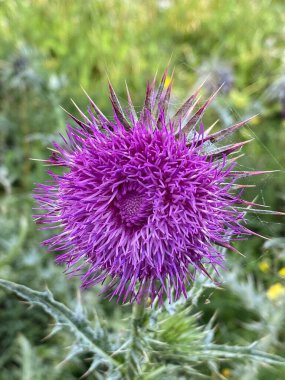 Süt devedikeni çiçeğini kapat (Silybum marianum).
