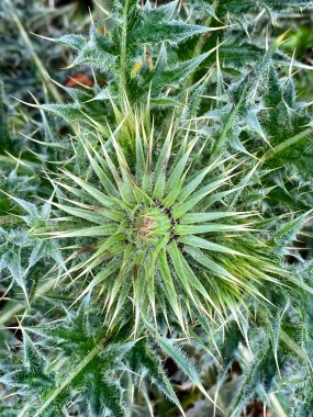 Süt devedikeni çiçeği tomurcuğunu kapat (Silybum marianum). 