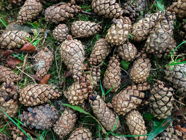 Coniferen Van Naaldbomen Dennenappels Conische Afgeronde Houtachtige Vruchten Van Een — Stockfoto