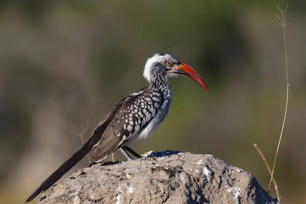 아프리카 보츠와 지역에서 부리를 Hornbill Tockus Erthrorhynchus 아프리카 중에서 — 스톡 사진