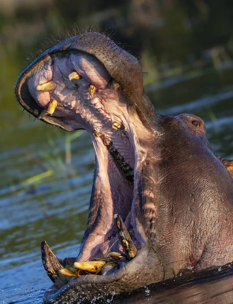 Hippopótamo Hippopotamus Amphibius Rio Chobe Parque Nacional Chobe Botsuana — Fotografia de Stock