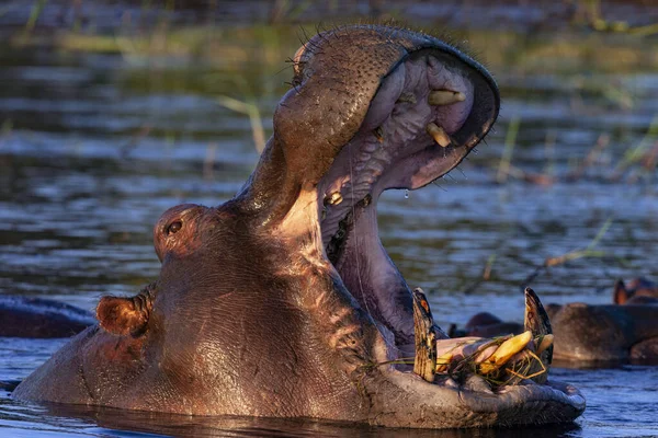 Hippopotamus Hippopotamus Amphibius Річці Чоб Національному Парку Ботсвана — стокове фото