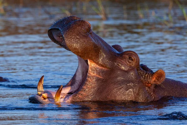 Hippopotamus Hippopotamus Amphibius Річці Чоб Національному Парку Ботсвана — стокове фото