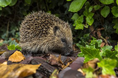 Western Hedgehog - British Isles clipart