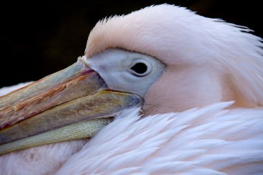 büyük beyaz Pelikan - pelecanus onocrotalus