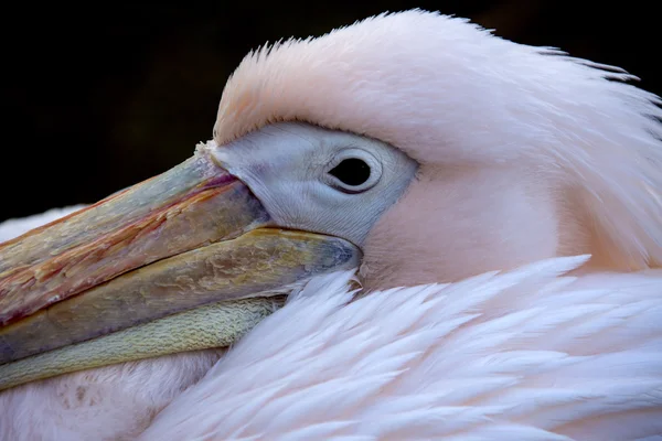 Great white pelican - Pelecanus onocrotalus — Stock Photo, Image